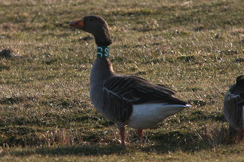 Grauwe Gans